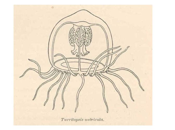 Immortal Jellyfish