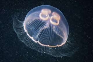 Immortal Jellyfish