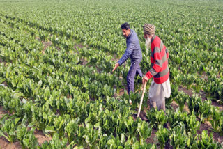 Opinion Budget 2025 Paves Way To Recover From Agrarian Quagmires