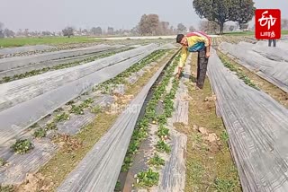 File photo of a farmer in Jammu and Kashmir