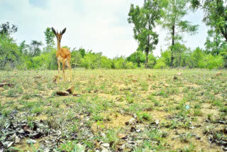 Chinkara Deer in Lankamala Forest