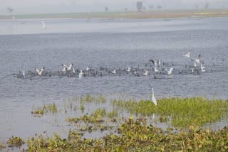 Ramsar Site In Jharkhand