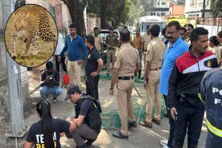 Leopard entered authority area of Pimpri Chinchwad was captured, watch video