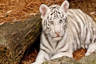 MP WHITE TIGER BREEDING CENTER