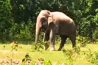 Male elephant 'Makhana' seen in the Chhal range of Dharamjaigarh Forest Division in Chhattisgarh