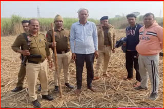 Leopard in Palwal