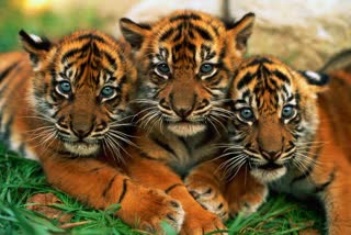 PANNA TIGER IN FRONT OF TOURIST