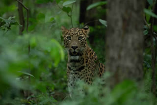 MAN KILLED IN LEOPARD ATTACK  DHAMTARI LEOPARD ATTACK  OLD MAN KILLED BY LEOPARD  പുള്ളിപ്പുലിയുടെ ആക്രമണം