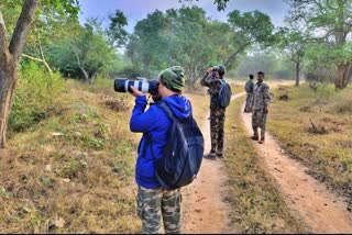 Bird-census