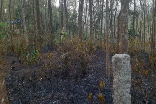 വീട്ടമ്മ വെന്തു മരിച്ചു  fire in rubber plantation  BURNS TO DEATH PATHANAMTHITTA  HOUSEWIFE DIES EXTINGUISHING FIRE