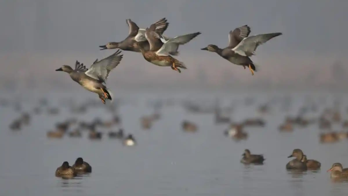 Restrictions increased in wetlands for wildlife protection in Jammu and Kashmir