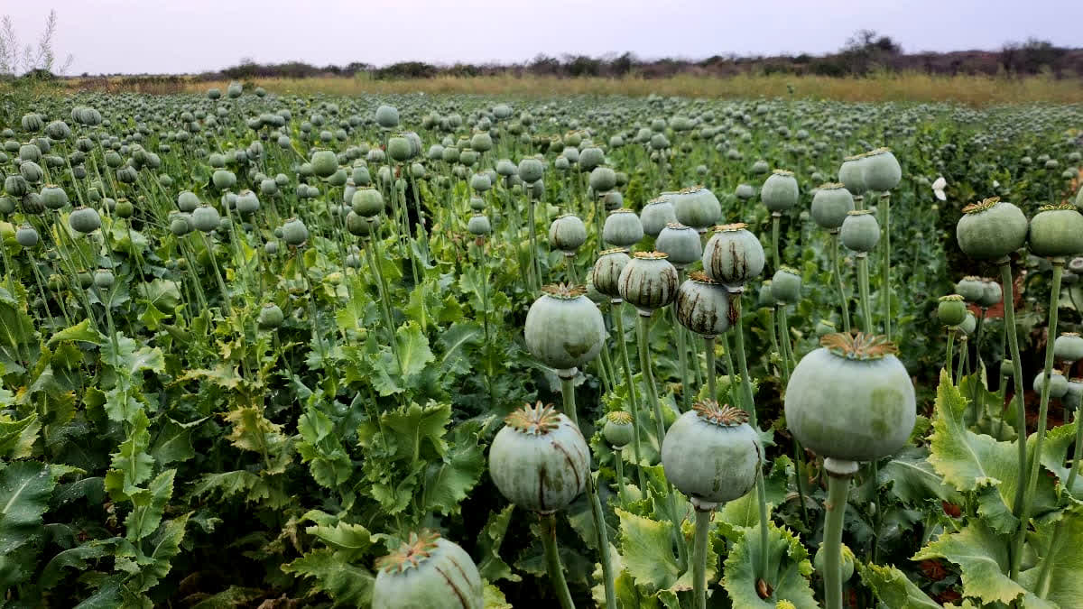 2940 sapling of opium seized in Dholpur