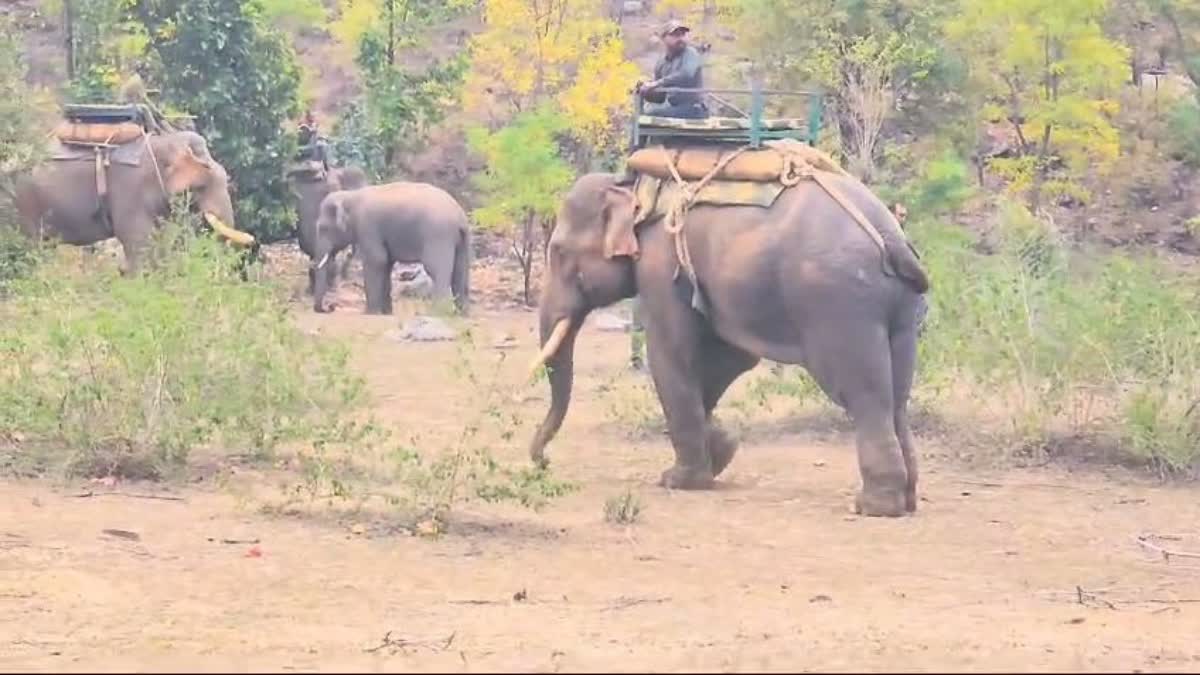 elephant sent to bandhavgarh