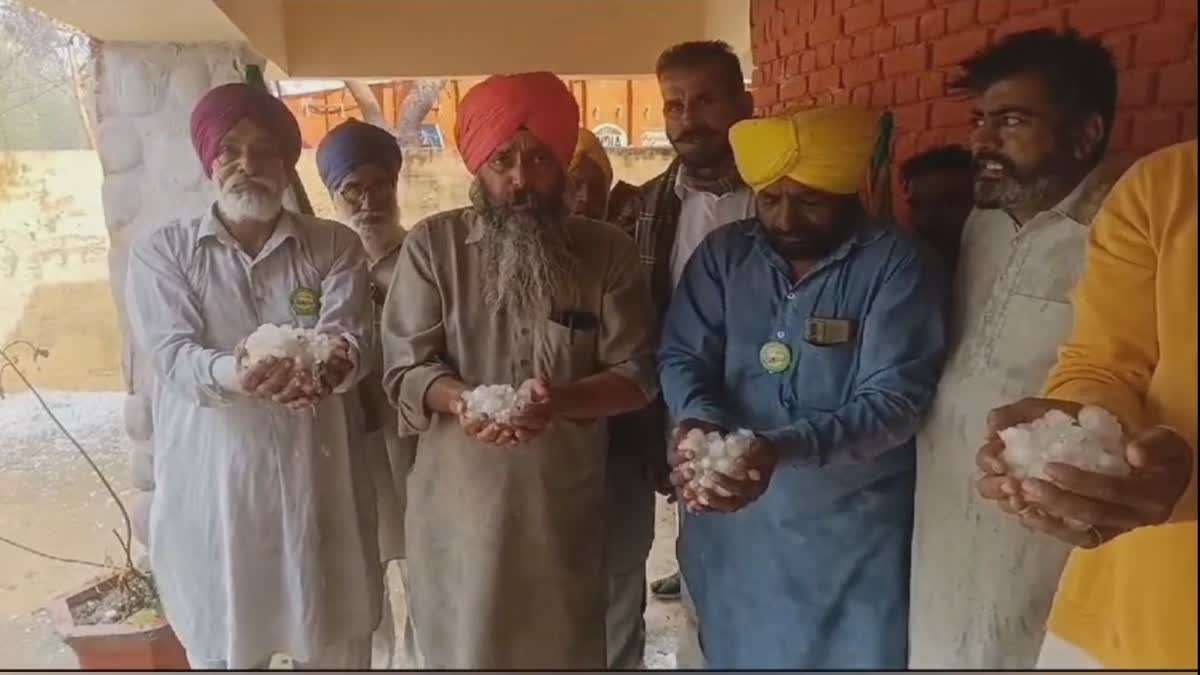 Bathinda in heavy rain and damage crops