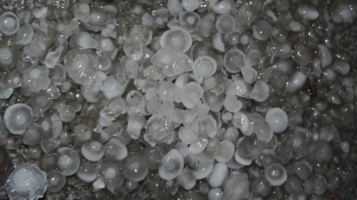 Hailstorm Devastated Crops In Madhya Pradesh