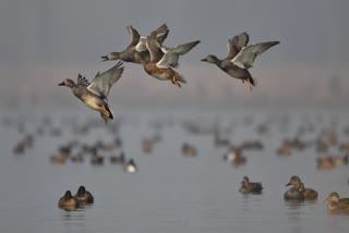 Authorities Declare Wetland Reserves in Kashmir Division Out Of Bounds (photo Etv bharat network)