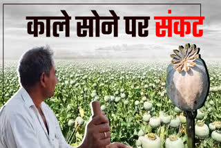 Opium Crop Is Affected By Weather