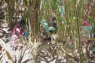 Summer Heat Is Intense In State  Plantation Workers Are In Crisis  ഇടുക്കി  സംസ്ഥാനത്ത് വേനൽ കടുത്തു  summer