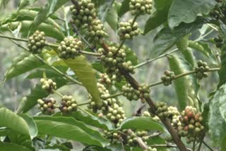 Coffee Price Increased  Coffee Cultivation In Idukki  കാപ്പിക്കുരു വില റെക്കോര്‍ഡിലേക്ക്  കാപ്പി വില വര്‍ധനവ്  ഇടുക്കി കാപ്പി കൃഷി