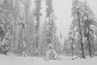 Heavy Rain and Snowfall in Himachal