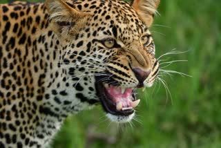 Number of Leopards increased in india Know how much in Maharashtra