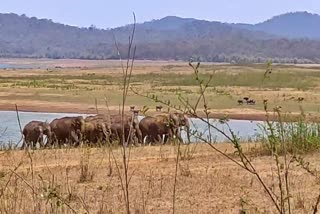 elephants herd