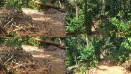 Tiger Threat  കണ്ണൂർ കൊട്ടിയൂര്‍ പഞ്ചായത്ത്  forest department  പാലുകാച്ചി ഇക്കോ ടൂറിസം പദ്ധതി