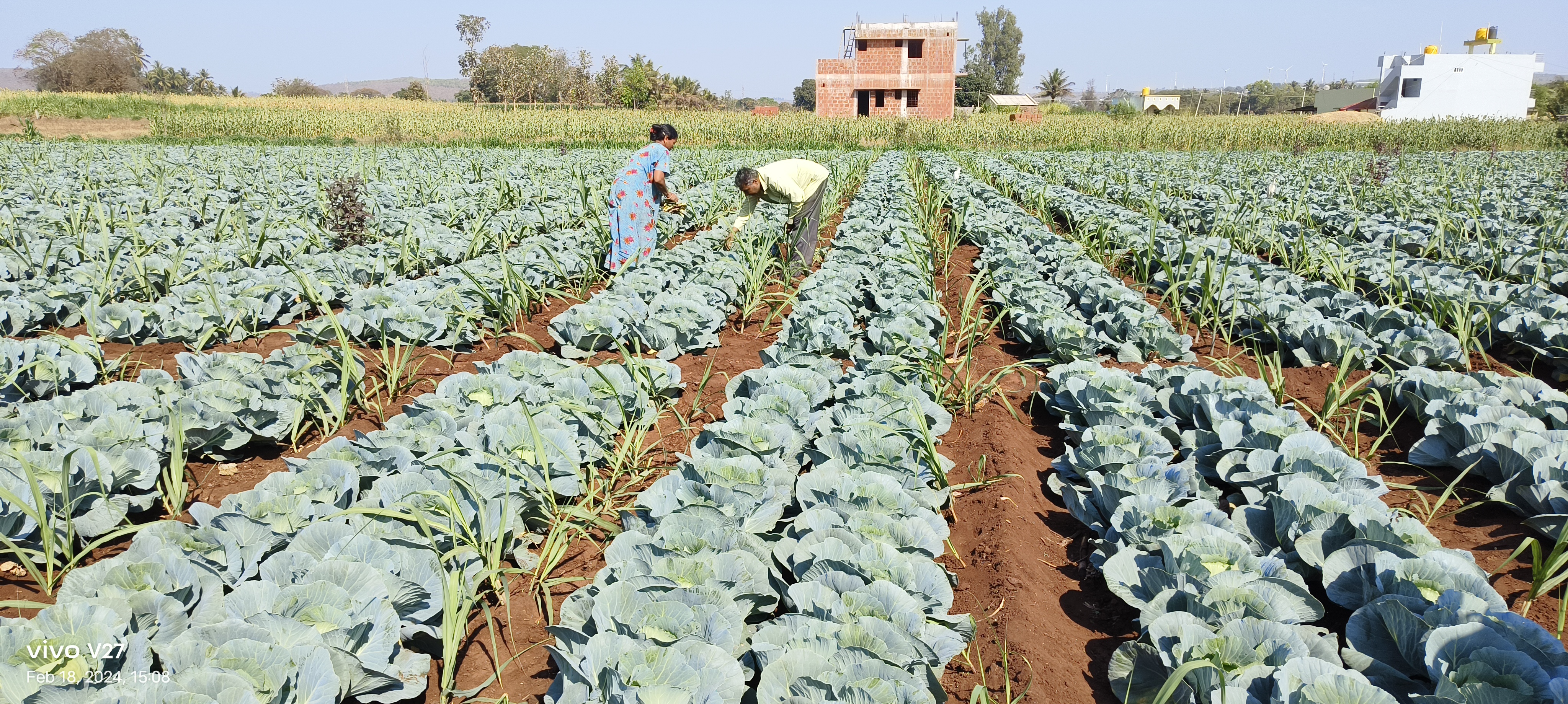 ಕೃಷಿ ಕಾಯಕದಲ್ಲಿ ರೈತ ದಂಪತಿ