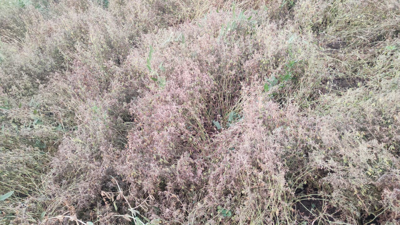 Sagar loss of wheat and lentil crop