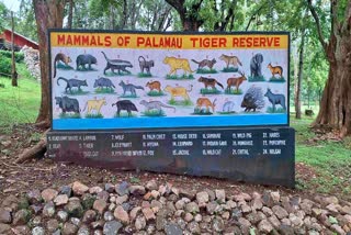 Once Home to White Tigers and Lions, Bihar and Jharkhand Face Shrinking Wildlife Habitats