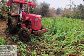 Jharkhand police action against illegal opium in various districts