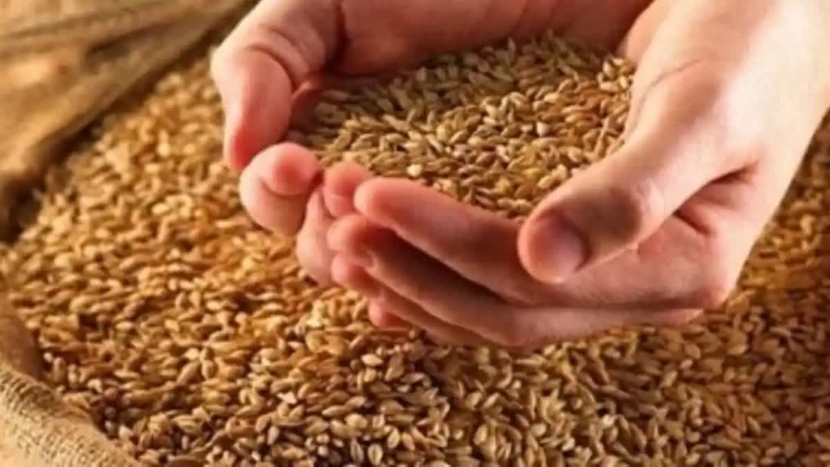 Himachal Wheat procurement