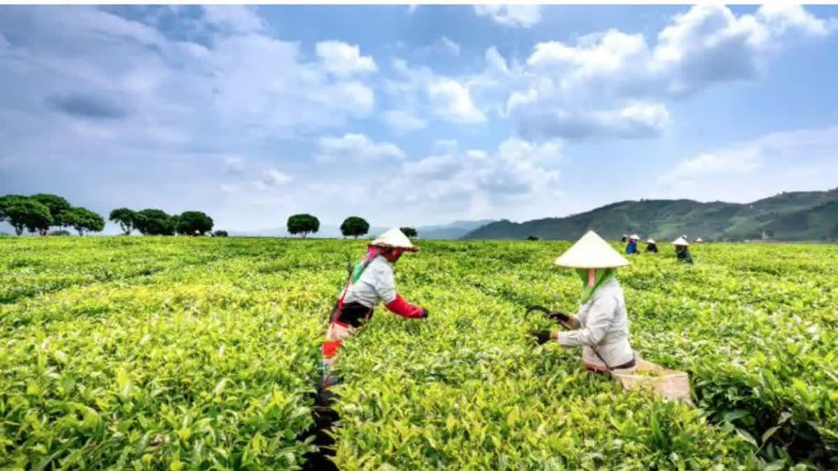 Darjeeling Premium First Flush Tea