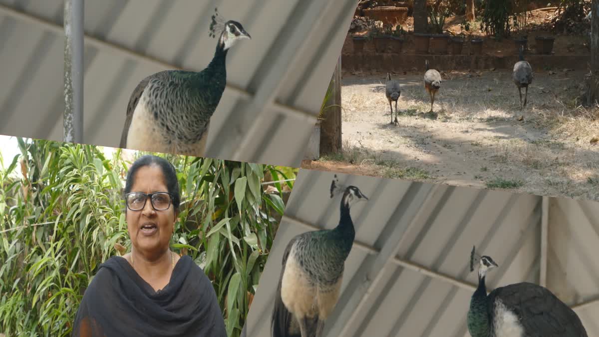 ADIMALI PEACOCKS FLOCK  PEACOCKS LEFT FROM FOREST  PEACOCKS AND CLIMATE CHANGES  CAUSES OF DROUGHT IN KERALA