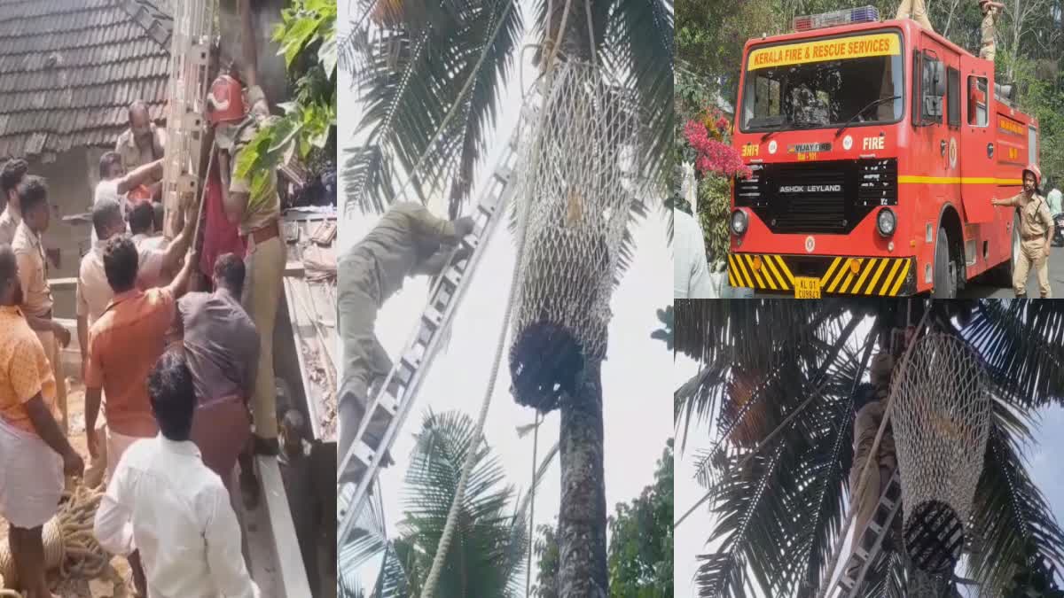 IDUKKI FIREFORCE  ELDERLY MAN STUCK ON COCONUT TREE  KANJIKUZHI  FIREFORCE RESCUED ELDERLY MAN