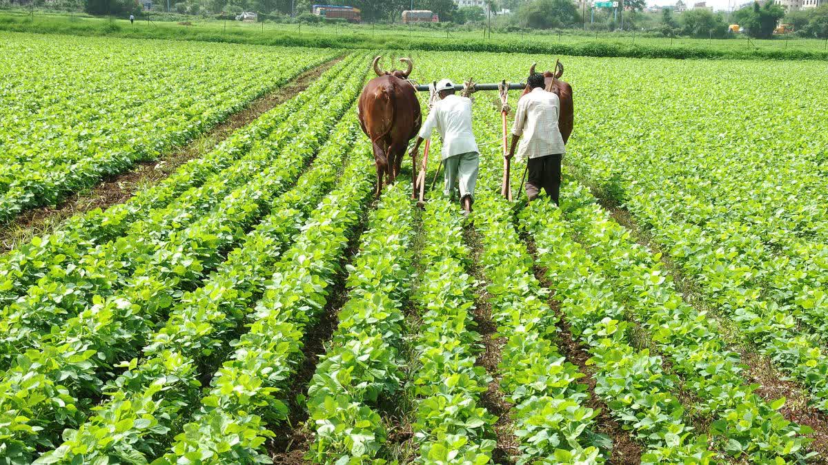 MP FARMERS GET PADDY BONUS