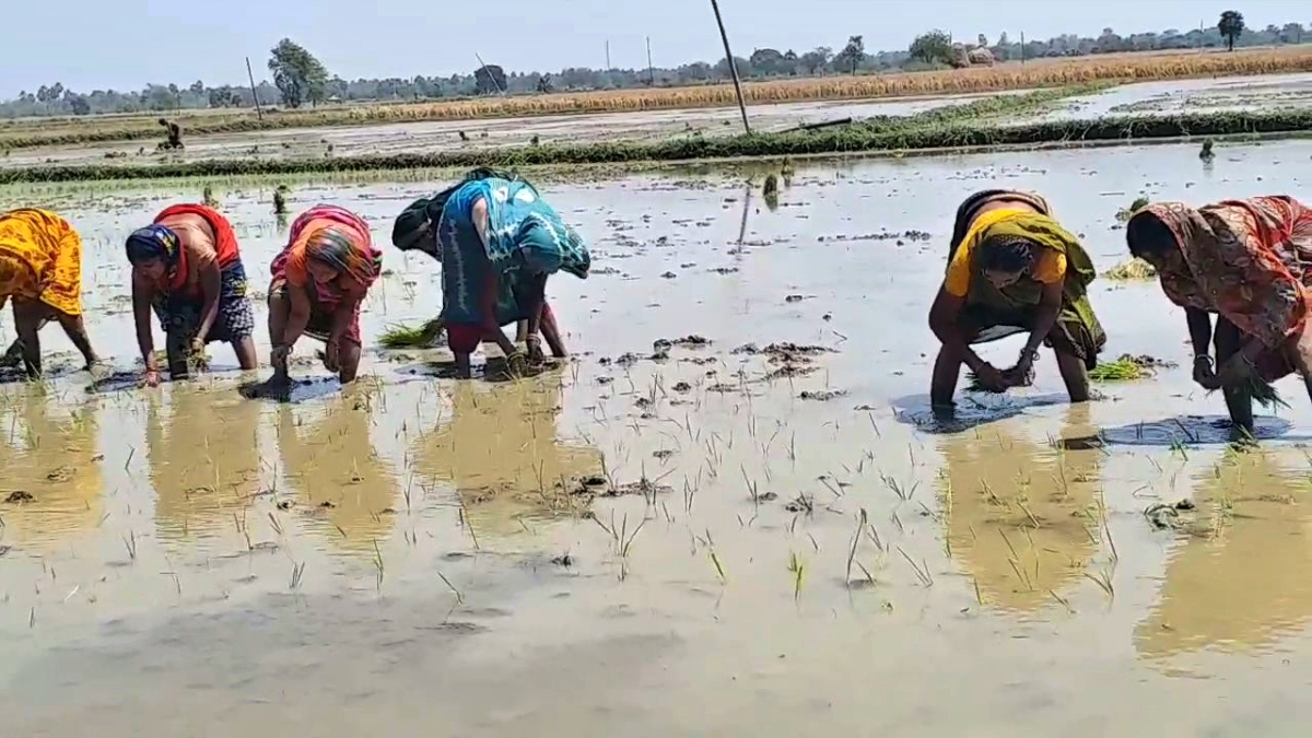 पारंपरिक गीतों के साथ धानरोपनी