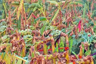 ಧರೆಗುರುಳಿದ ಬಾಳೆ