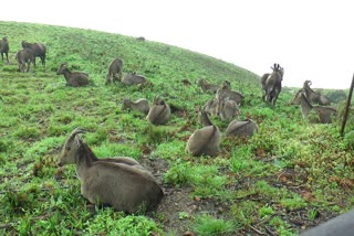 MUNNAR TOURISM  IDUKKI TOURISM  IRAVIKULAM NATIONAL PARK OPENED  KEARALA MUNNAR TOURISM