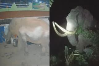 Padayappa Elephant