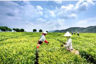 Darjeeling Premium First Flush Tea