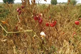 warangal Chilli Farmers Problems