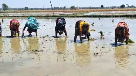 पारंपरिक गीतों के साथ धानरोपनी