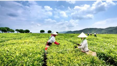 Darjeeling Premium First Flush Tea