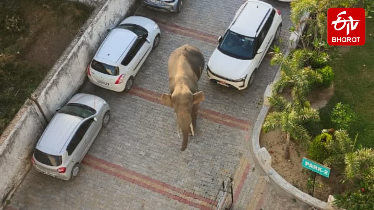 ELEPHANT IN HARIDWAR HOSPITAL