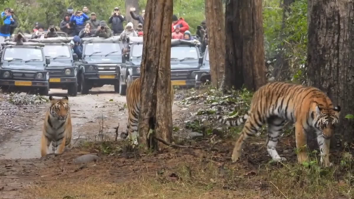 Corbett National Park Earning