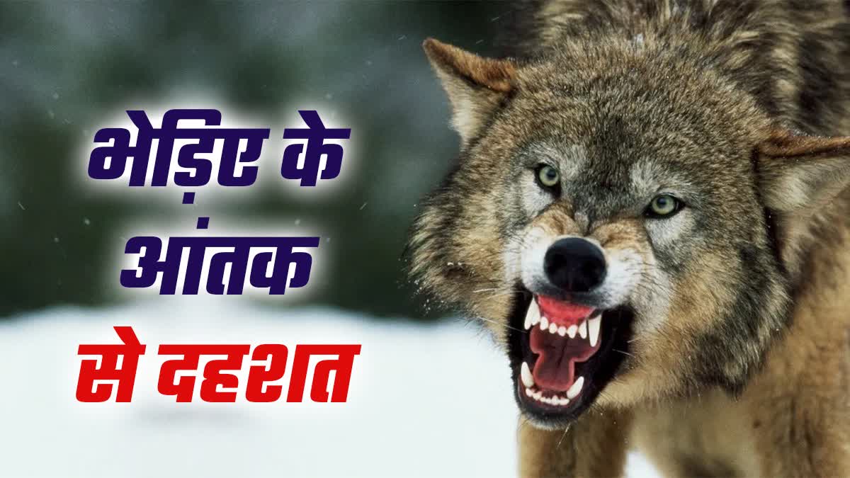 गोपालगंज में भेड़िए का आंतक