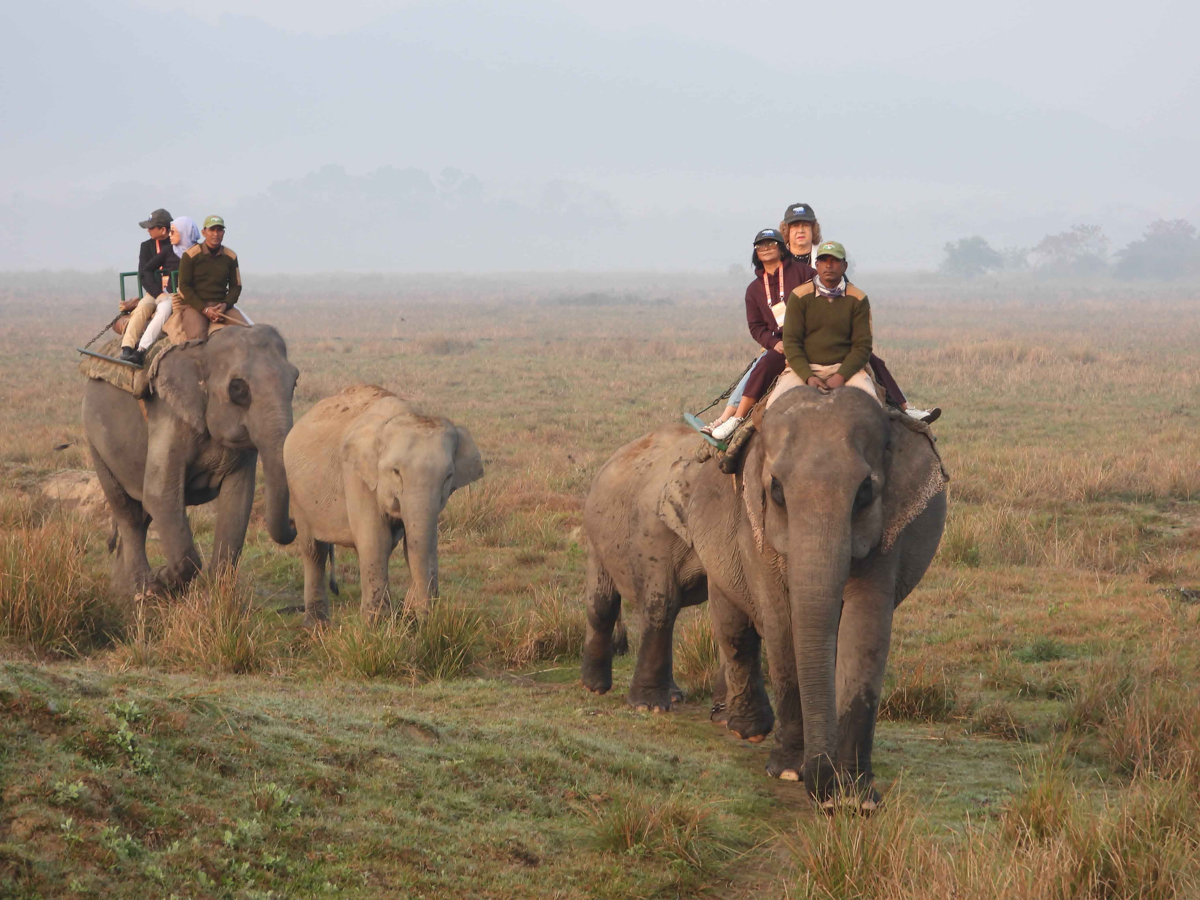 Kaziranga National Park