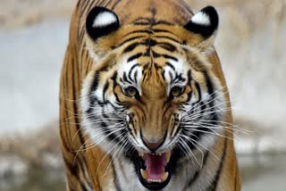 BANDHAVGARH TIGER HUNTS CATTLE