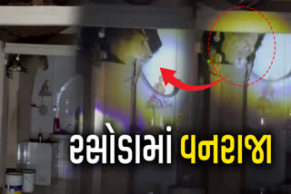 કોવાયા ગામે ઘરમાં ઘૂસ્યો સિંહ